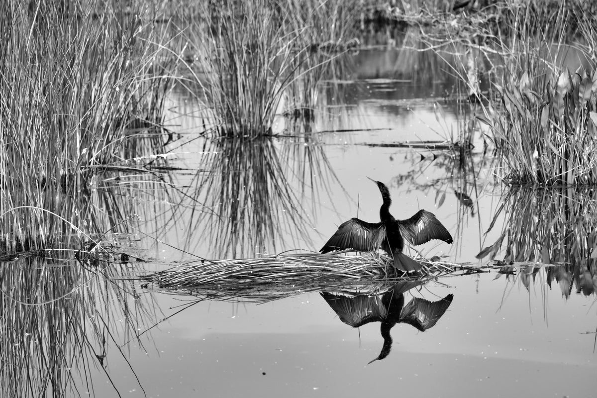 Beautiful Anhinga Drying Its Wings