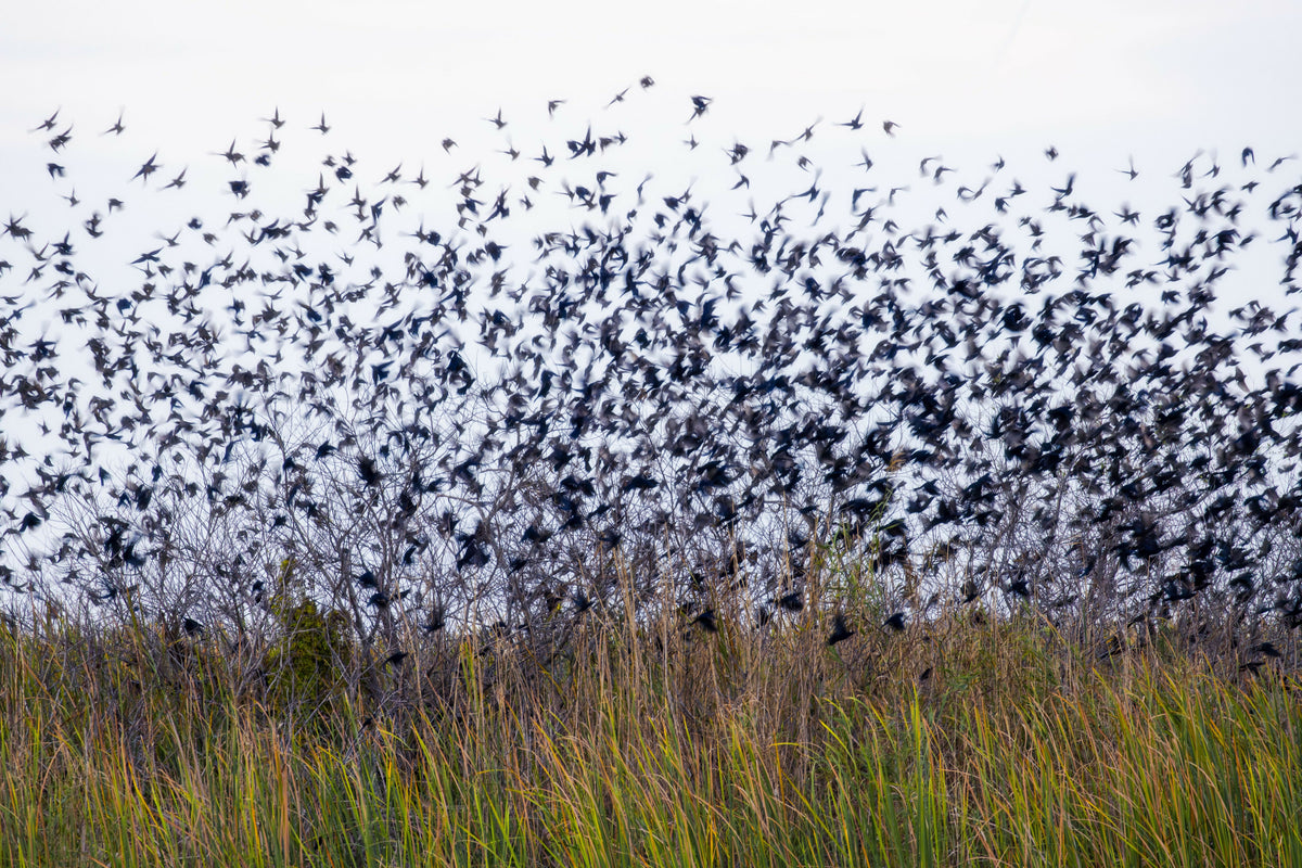 Starlings Perched on Branches