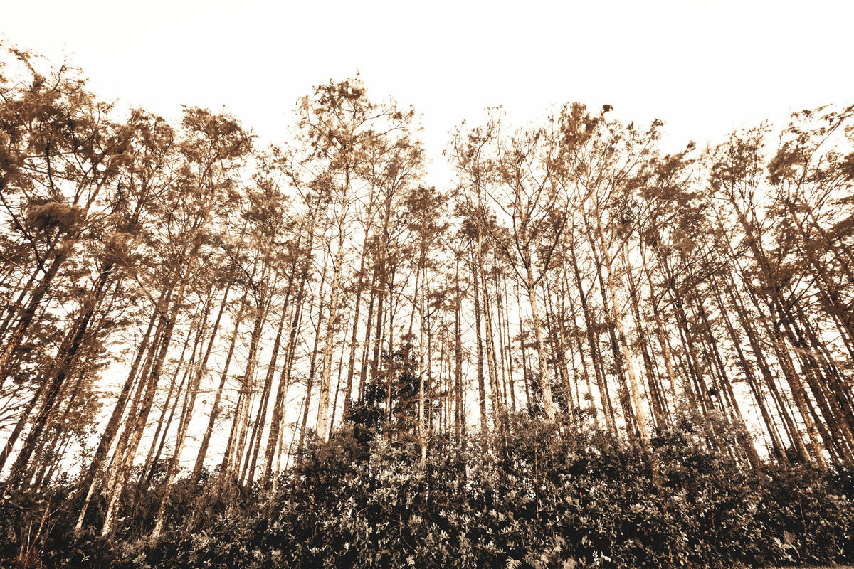 Trees from a Forest
