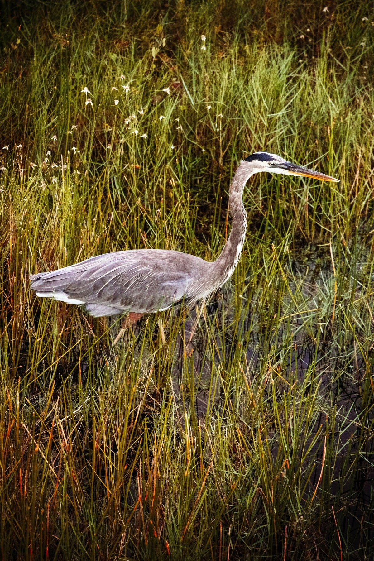 Close Up of the Great Blue Heron