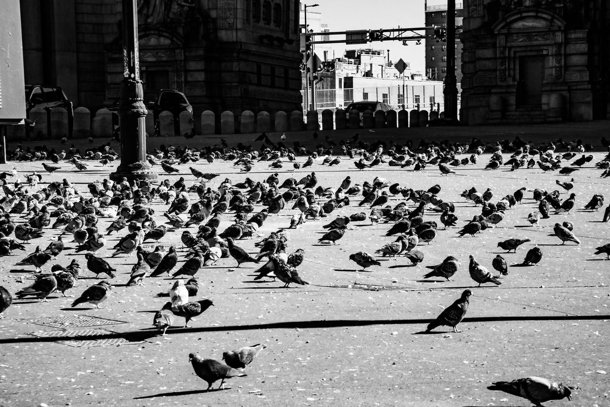 birds