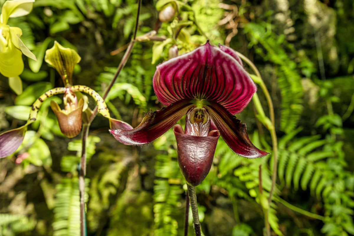 New York City, Bronx, New York Botanical Garden, the Orchid Show, Jeff Leatham’s Kaleidoscope