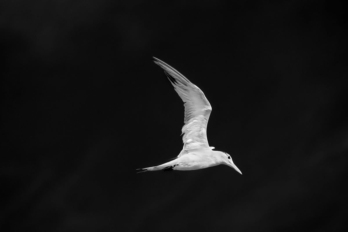 Peaceful Seagull Flying