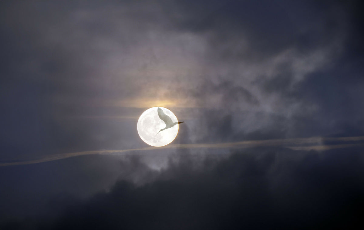 Bird Flying Across the Moon