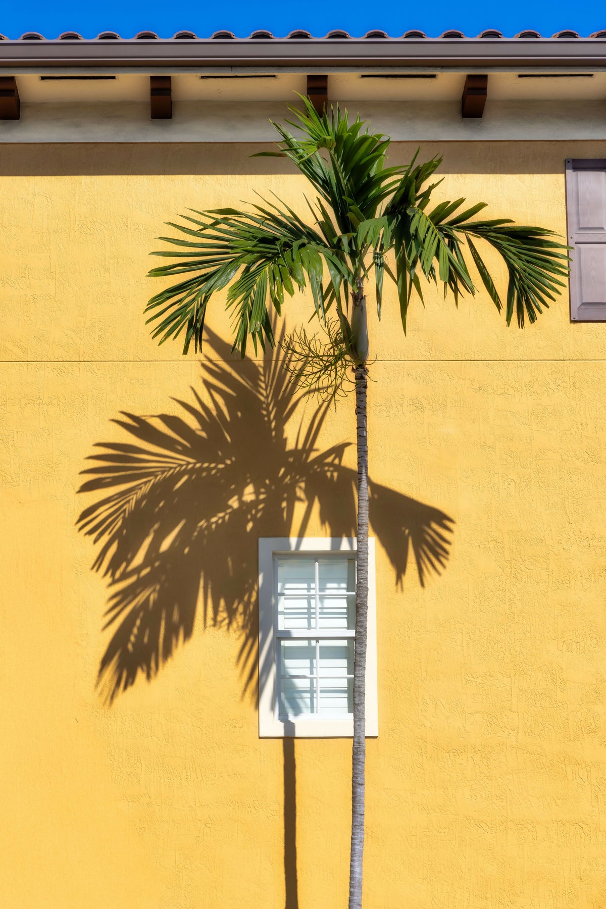 Florida, Palm Tree & Shadow Against Bright Yellow Wall