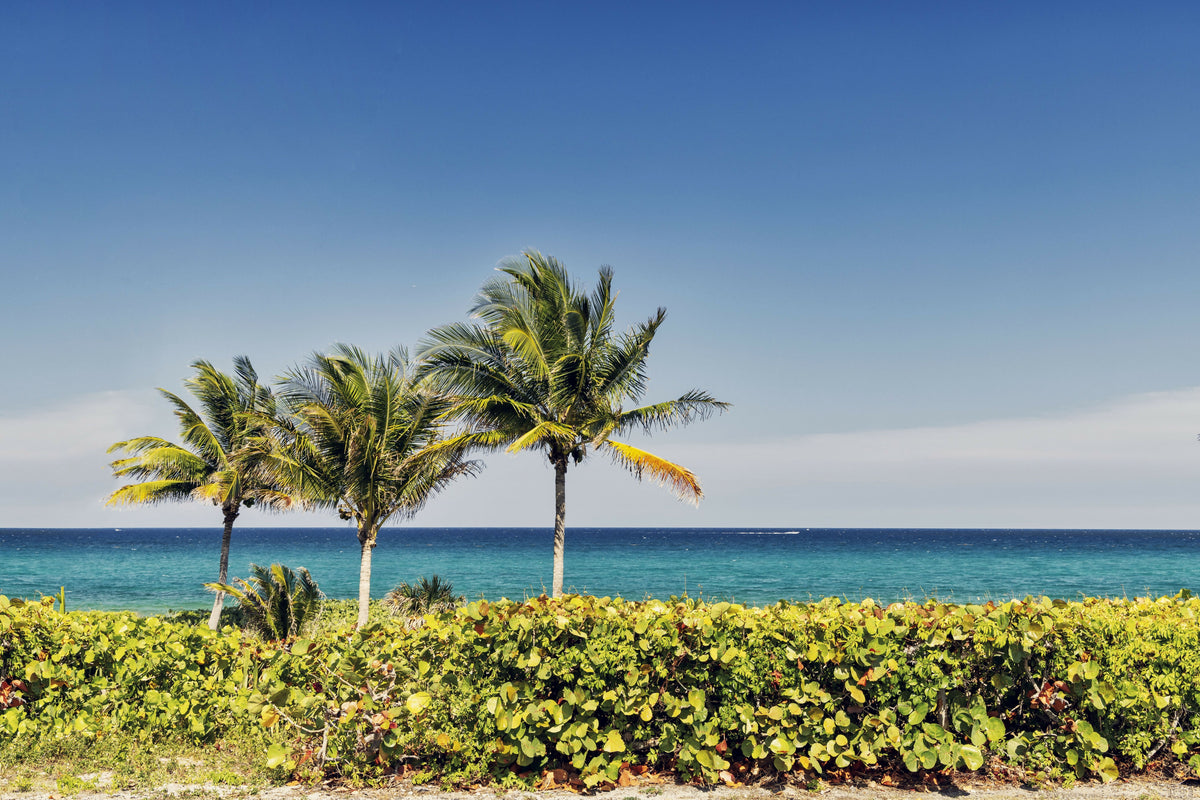 Tropical Palm Trees on Beach