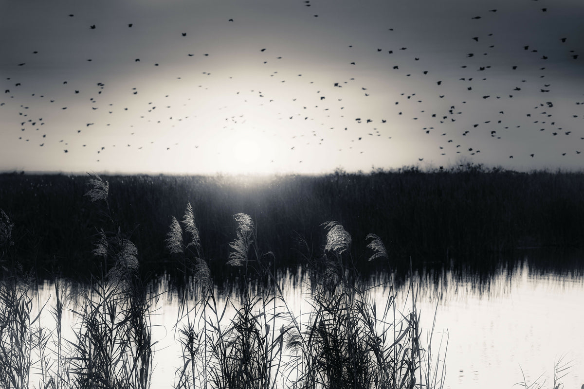 Serene Sunset over the Everglades