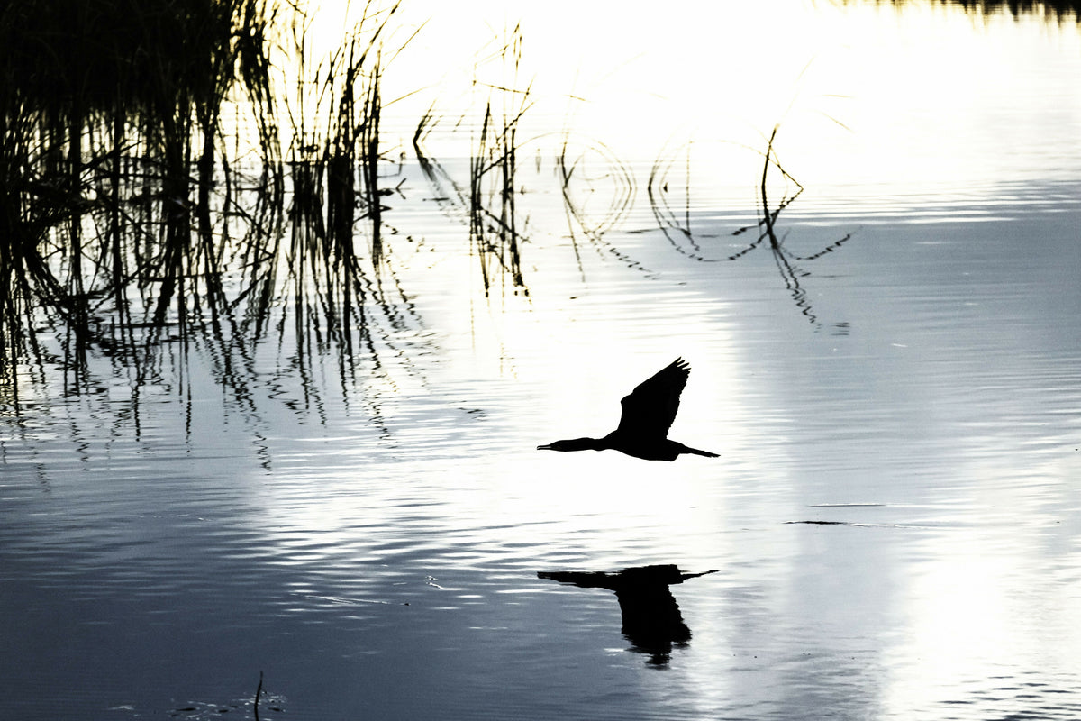 Flying Duck with Shadow over Water