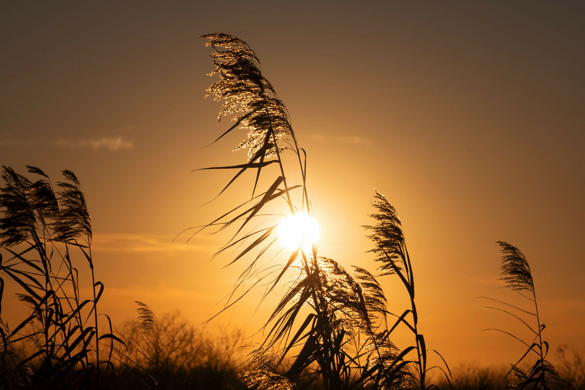 Serene Sunset with Silhouetted Sea Oats