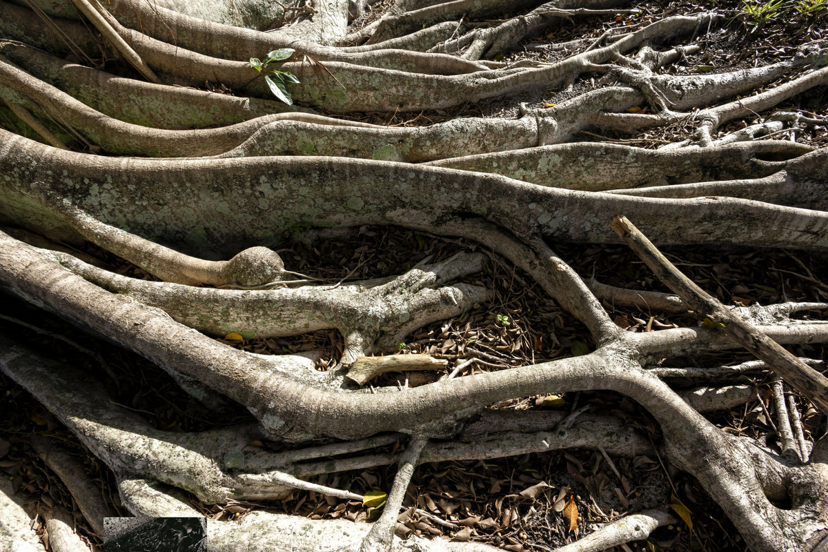 Sprawling Roots on a Banyan Tree