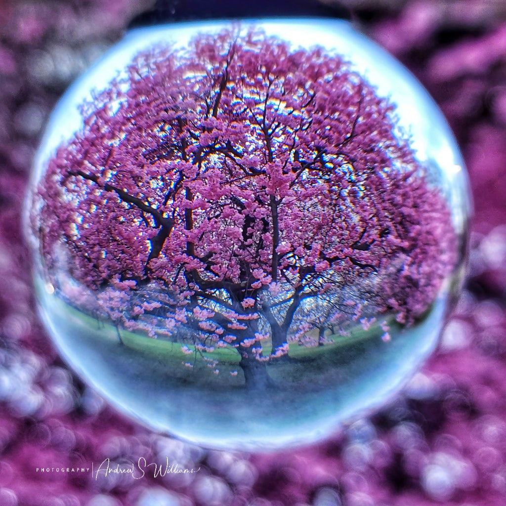 Cherry Blossoms