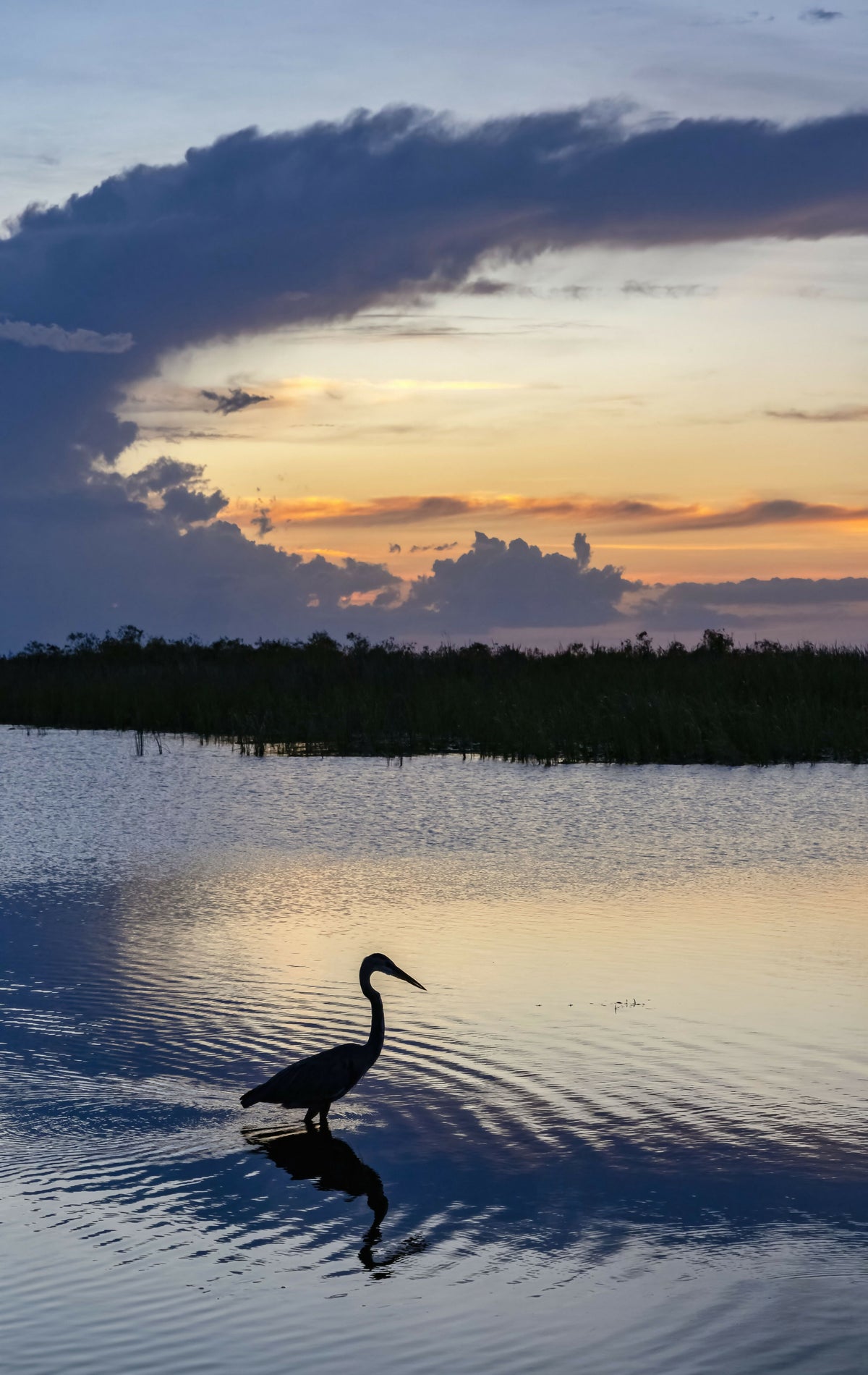 Florida, Everglades, Arthur R. Marshall Loxahatchee Wildlife Refuge, Great Blue Heron at Sunset – A Picturesque View