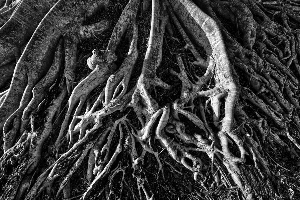 Inspiring Sprawling Roots on a Banyan Tree