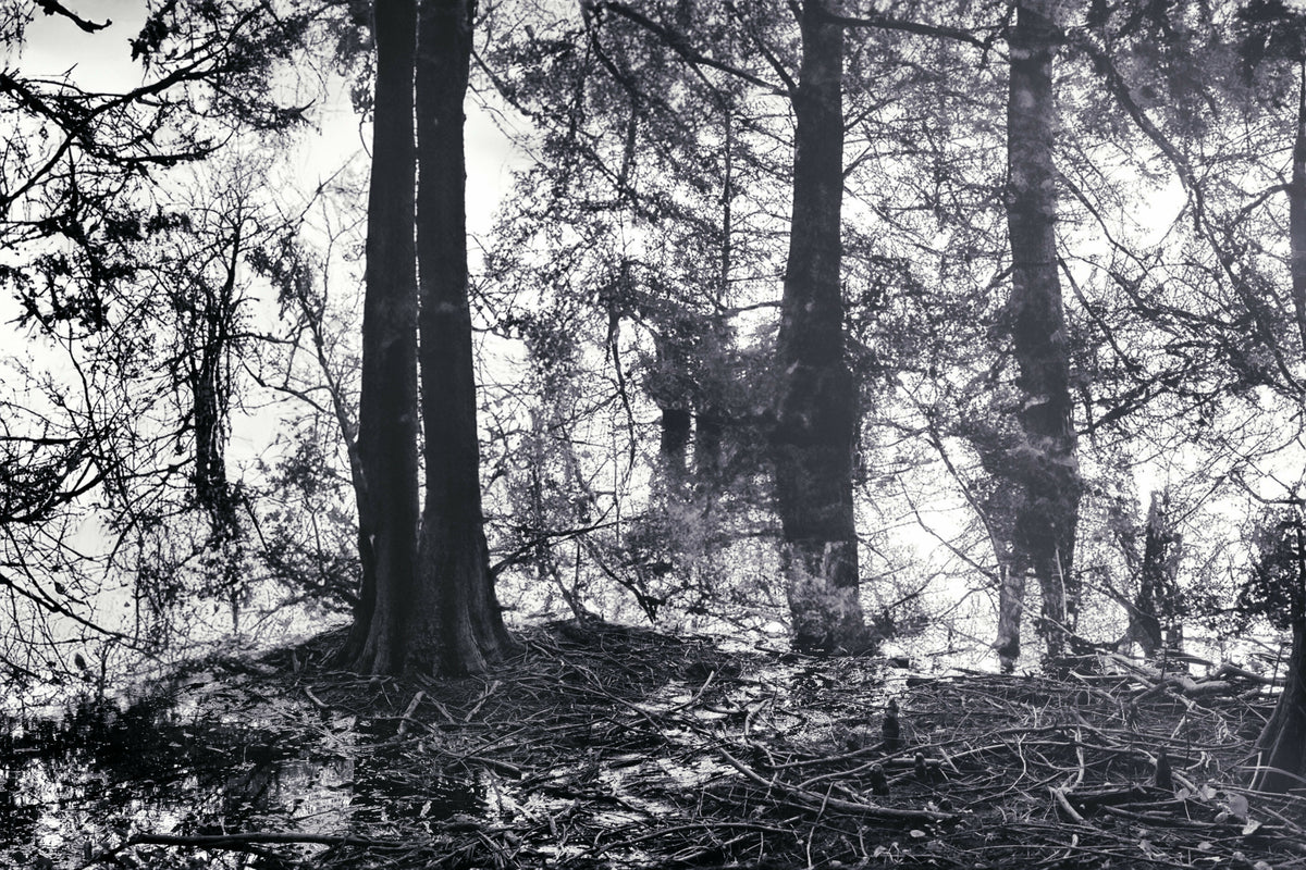 Swamp with Trees