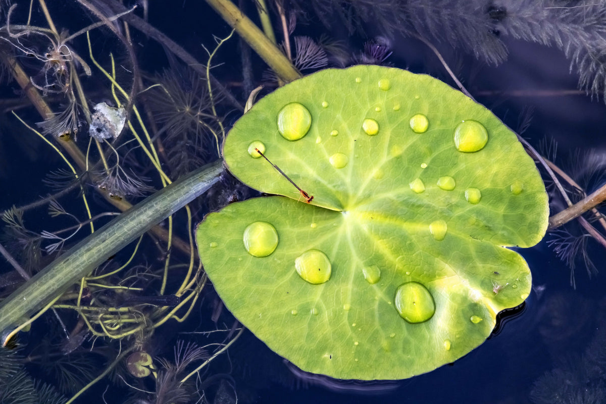 Floating Green Leaf with Waterdrops