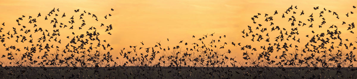 Panorama of Flock of Birds at Sunset