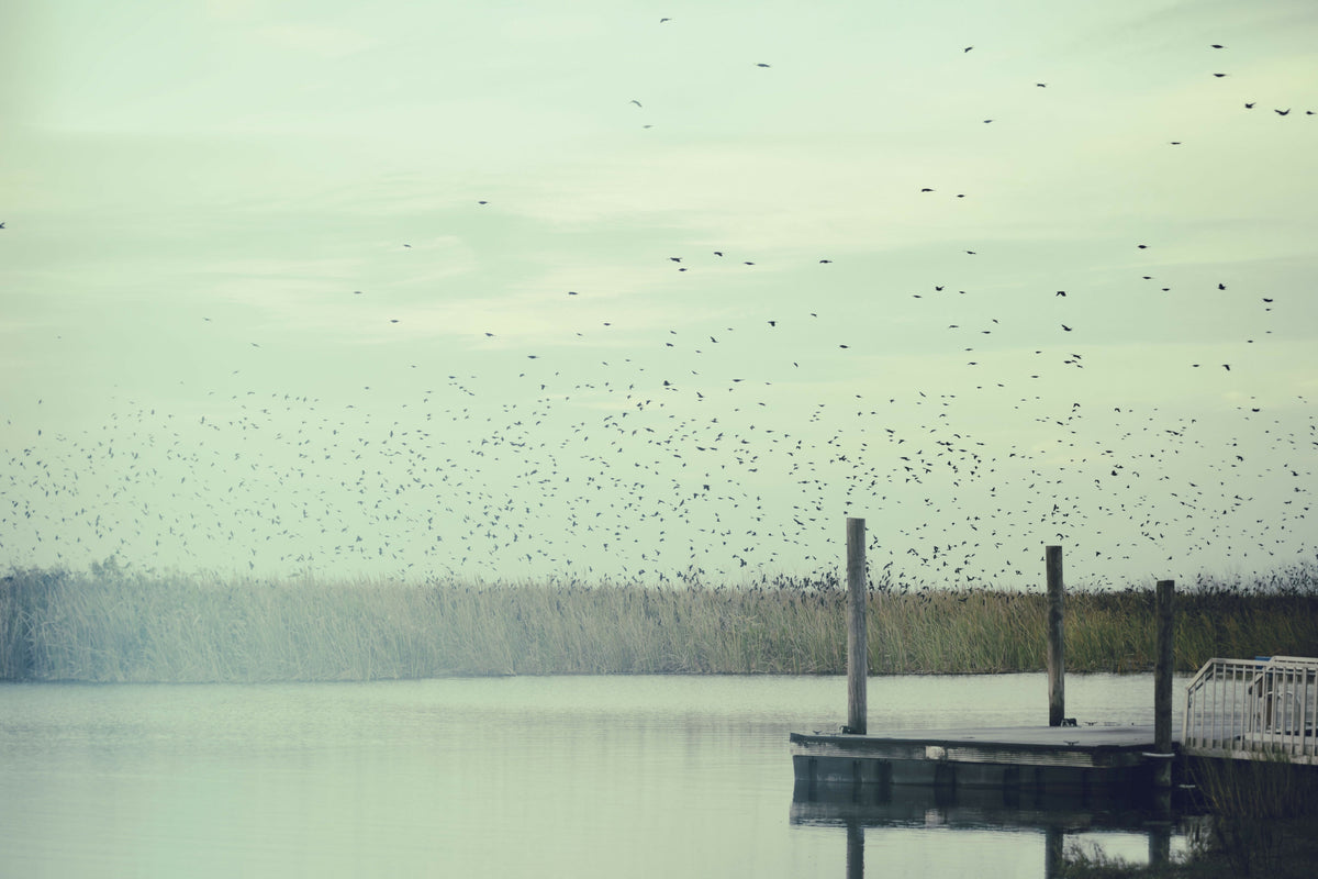 Fishing Platform in a Wildlife Refuge