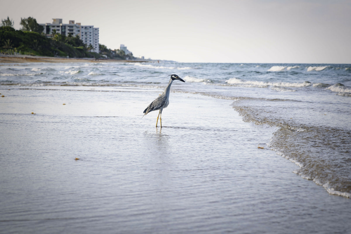 Serene Grey Heron on Beach