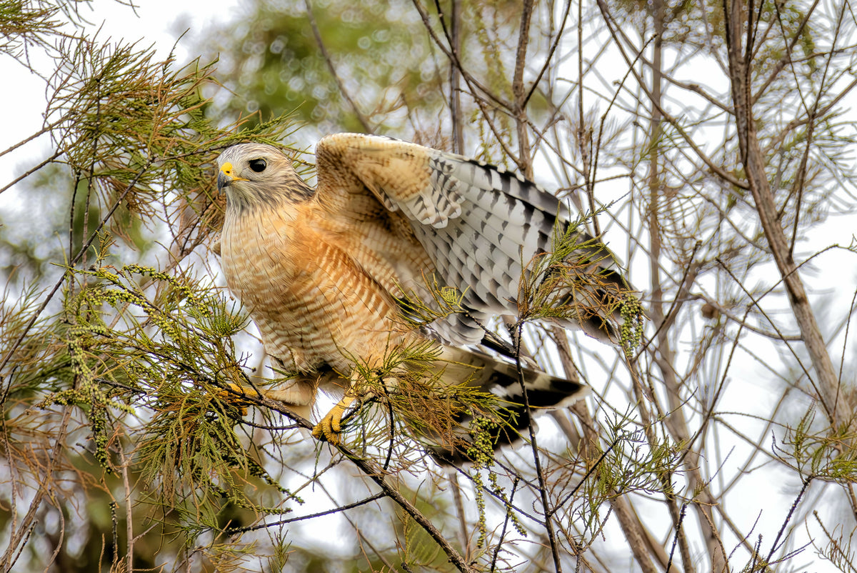 Red-shouldered Hawk