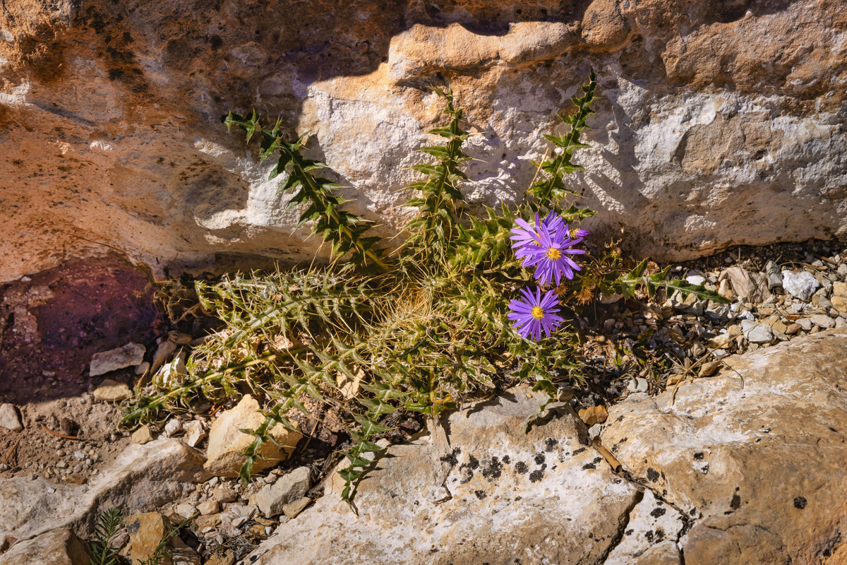 Arizona, Grand Canyon National Park, Wildflower