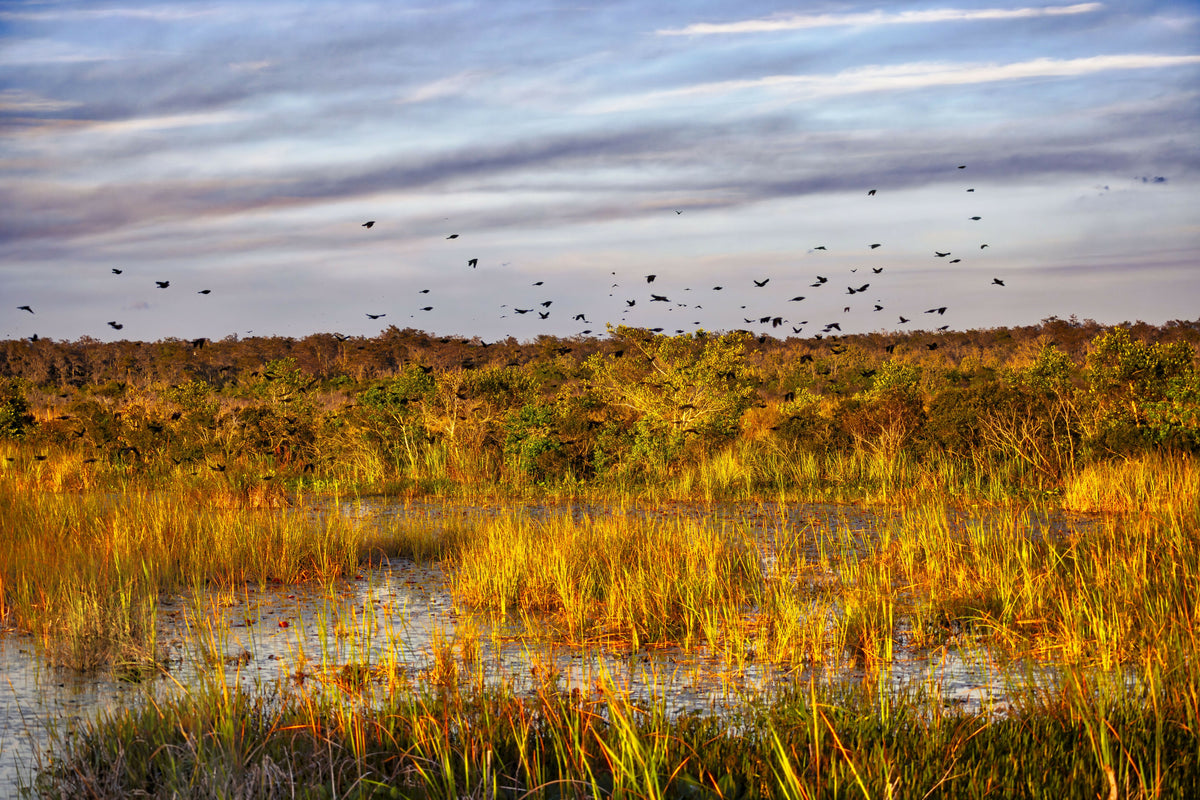 Birds Flying over Wetlands