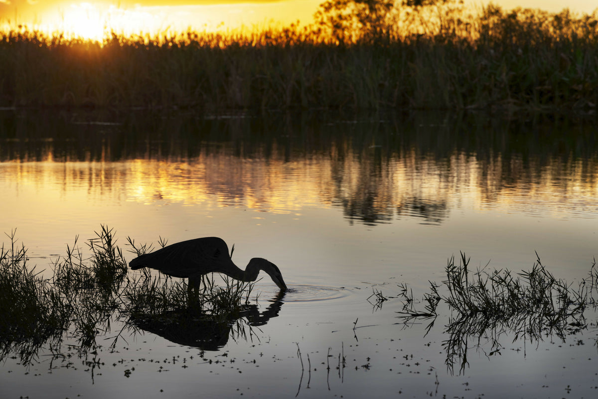 Florida, South Florida, Great Blue Heron at Everglades