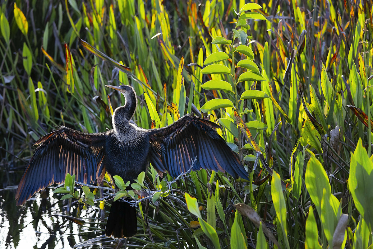 Serene Anhinga with Wings Spread Apart