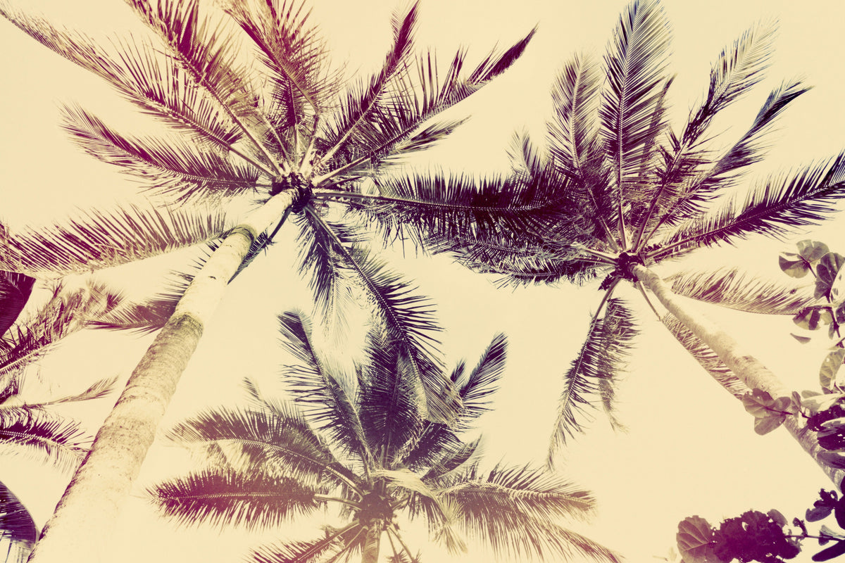 Serene Tropical Palm Trees Seen from Below