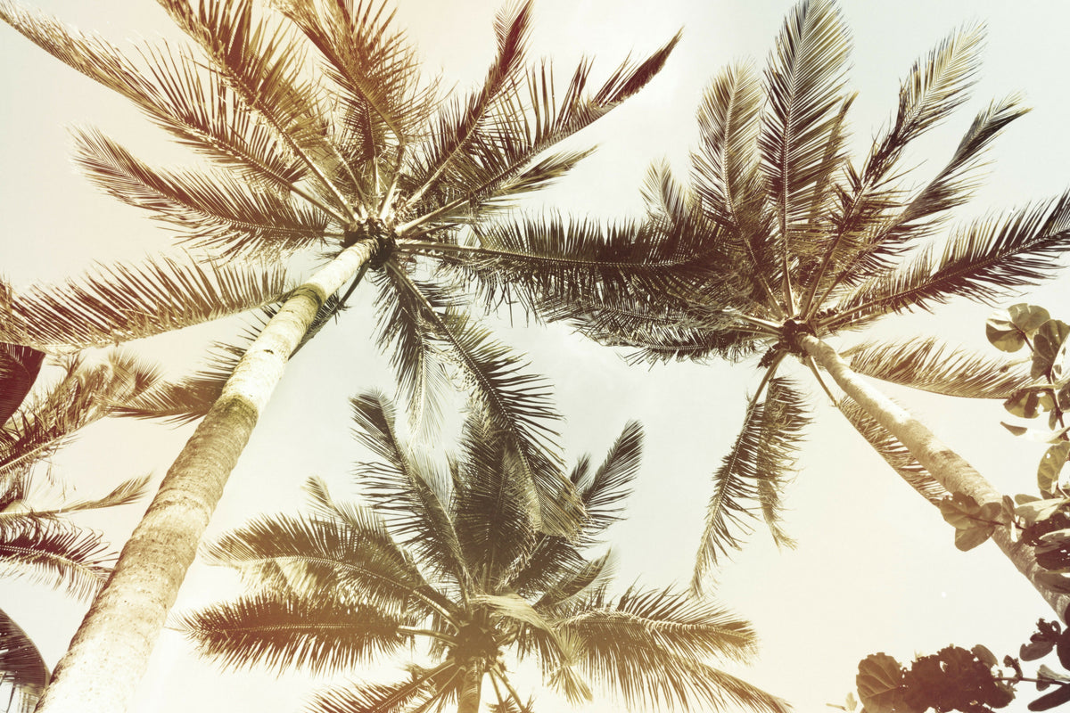Tropical Palm Trees Seen from Below