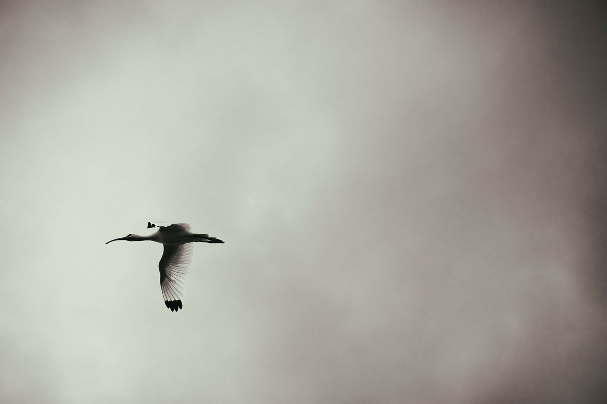 White Ibis in Flight
