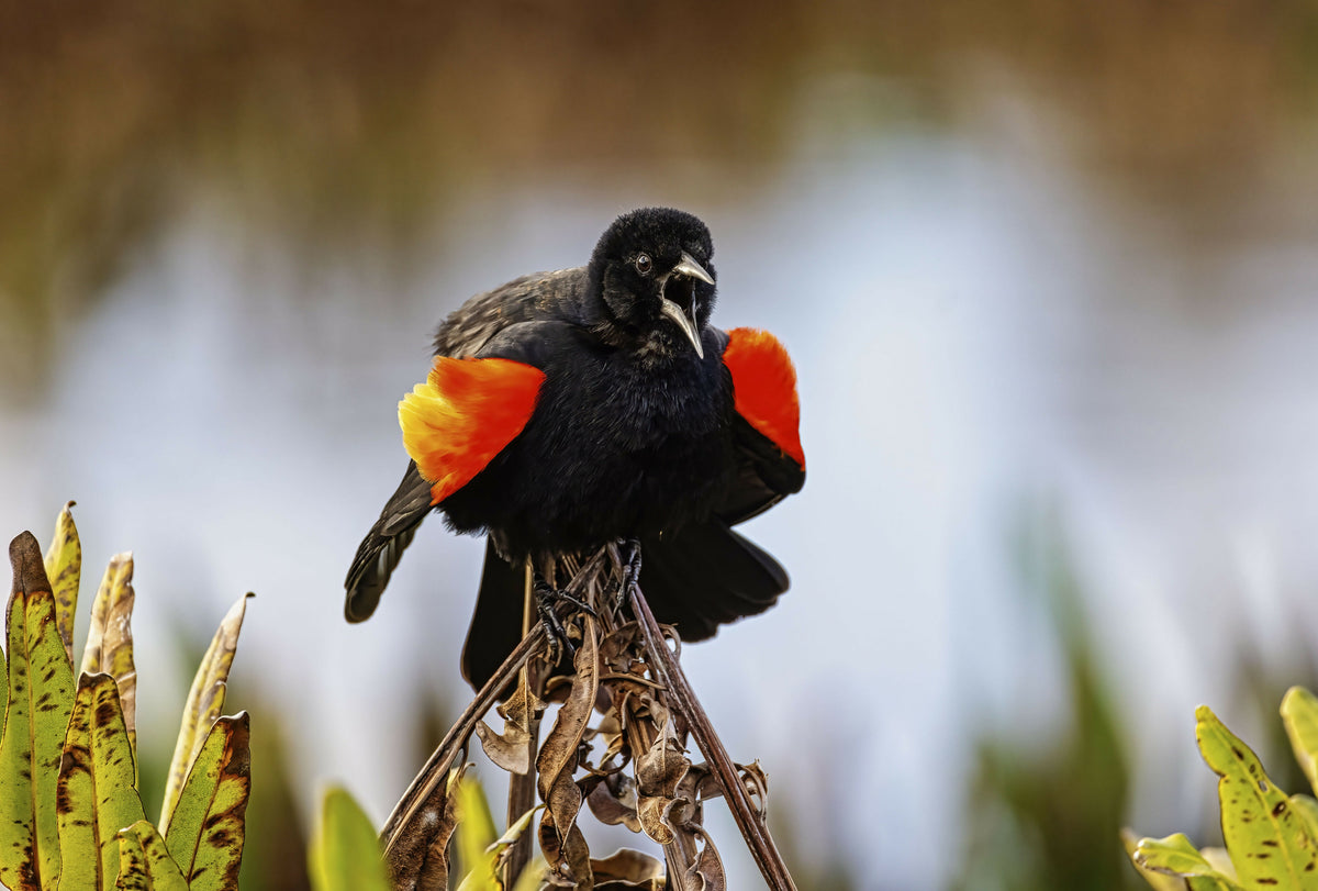 Florida, Boynton Beach, Green Cay Nature Center and Wetlands, Red-winged Blackbird (Agelaius Phoeniceus)