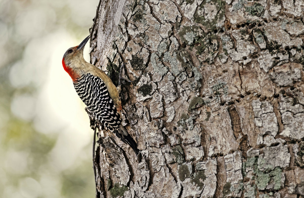 Red-bellied Woodpecker