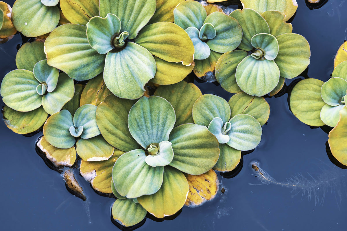Closeup of Patterns on Aquatic Plants