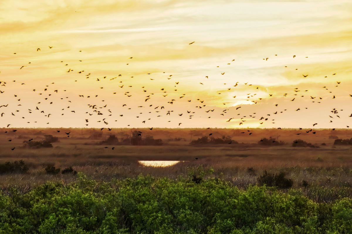 Florida, Boynton Beach, Arthur R. Marshall Loxahatchee National Wildlife Refuge, Flock of Birds Flying over the Wetlands at Sunset