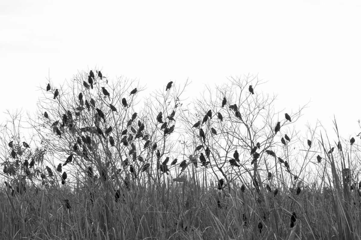 Silhouetted Birds Perched on Tree Branches