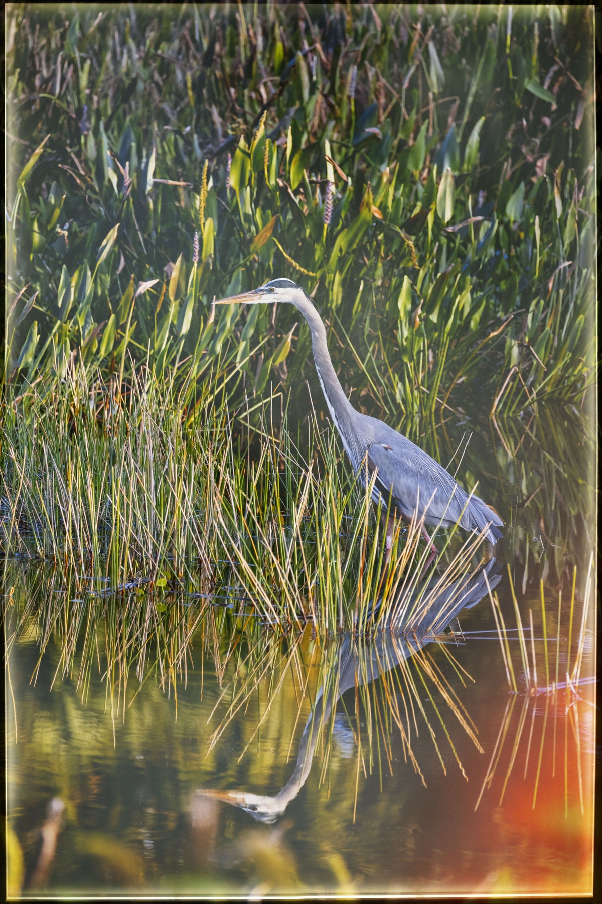 Great Blue Heron