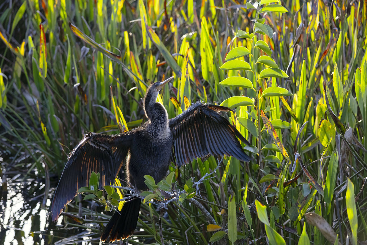Anhinga with Wings Spread Apart