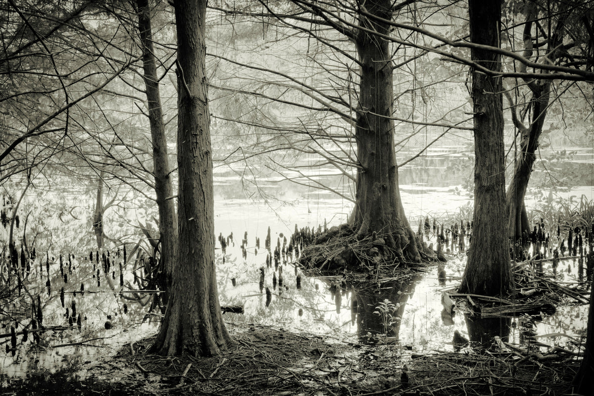 Serene Swamp with Trees