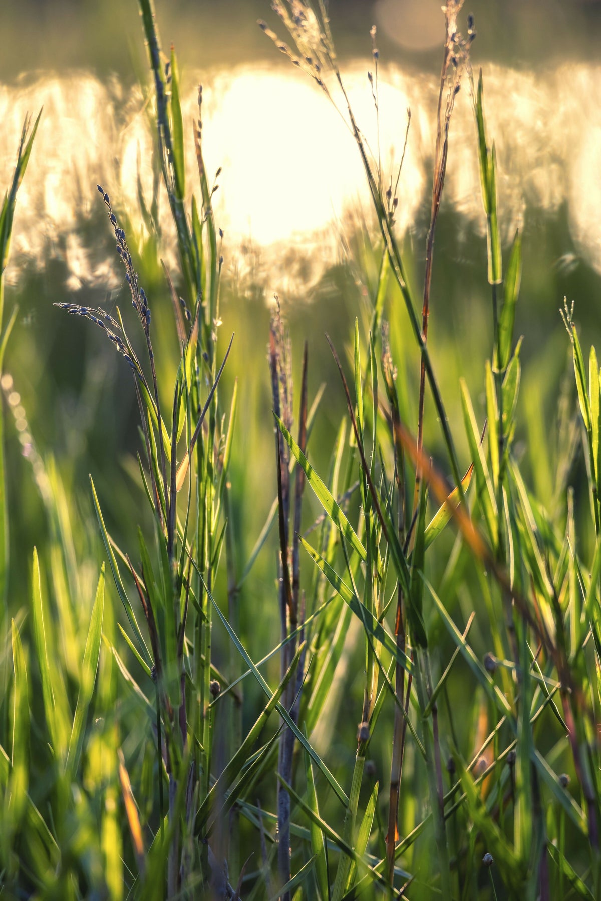 Closeup of Green Grass Blades
