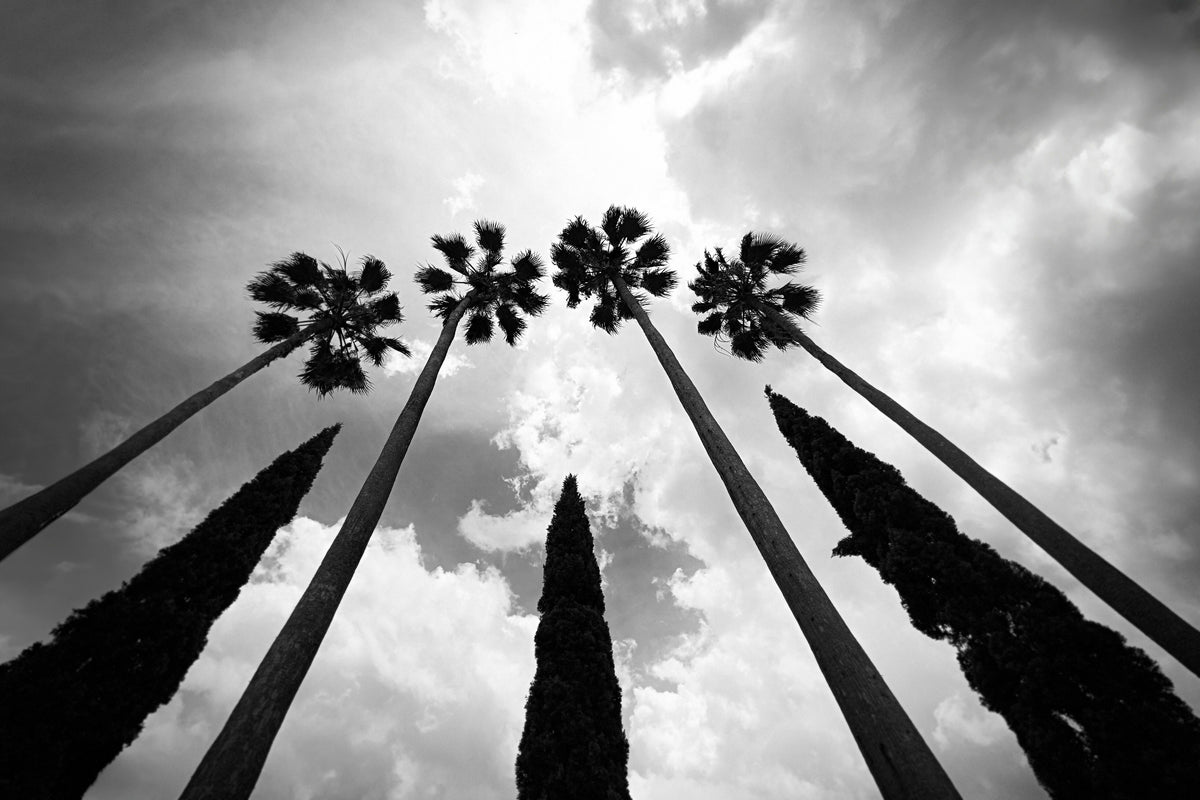 Tropical Tall Palm Trees with Cypress Trees in the Middle