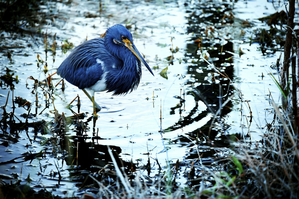 Tricolored Heron