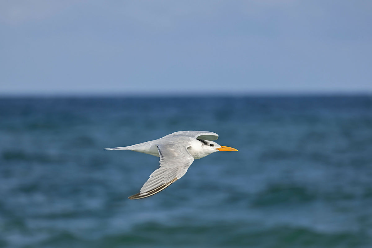 Seagull Flying