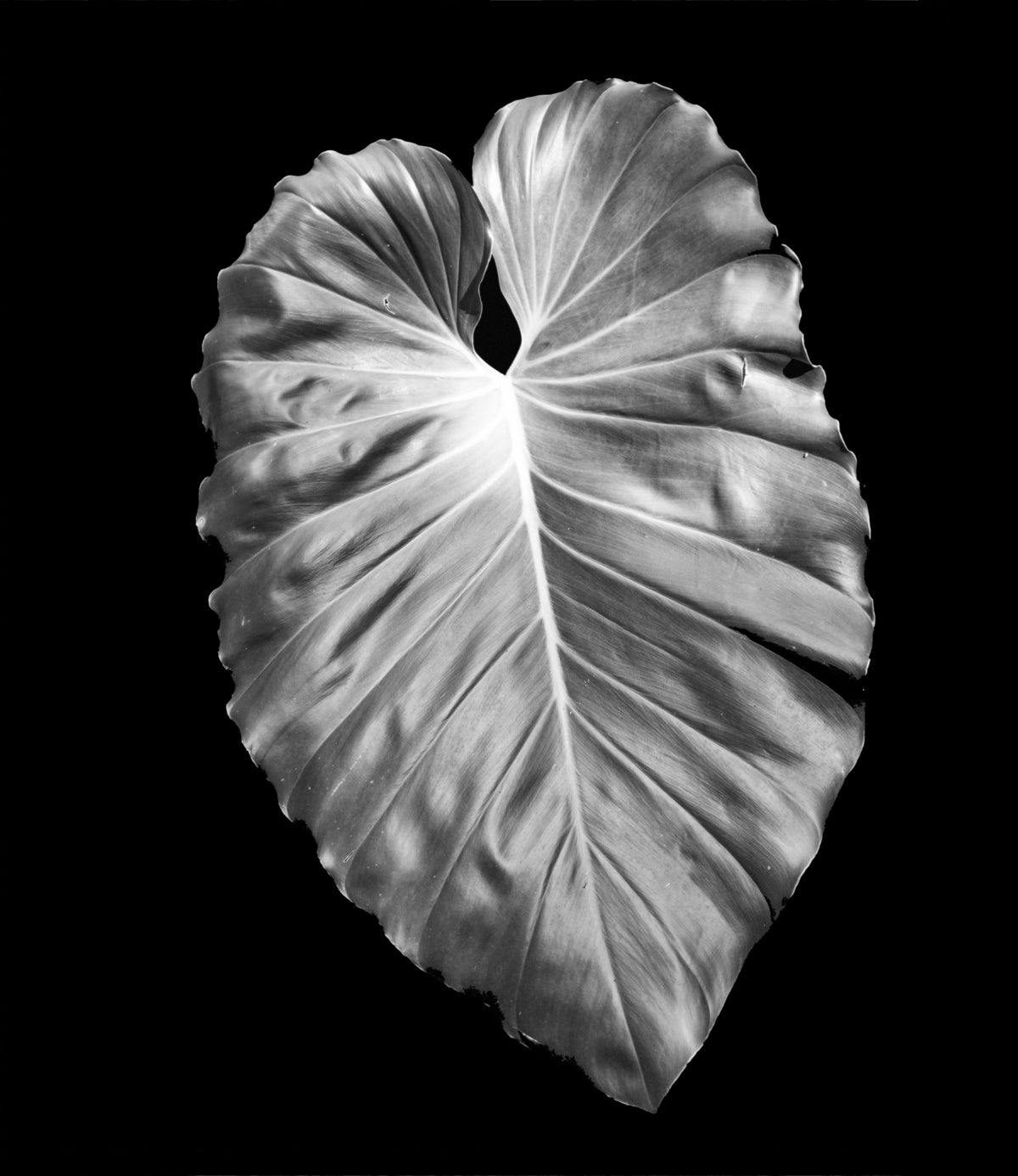 Abstract of Giant Green Leaf