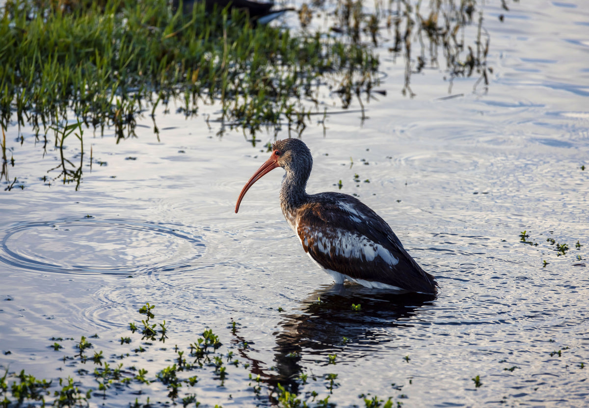 Closeup of Ibis
