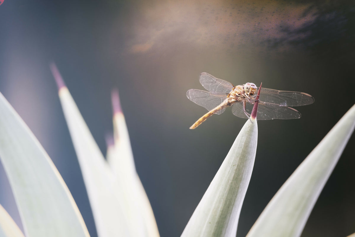 Dragonfly Resting on Tip of Plant Leaf