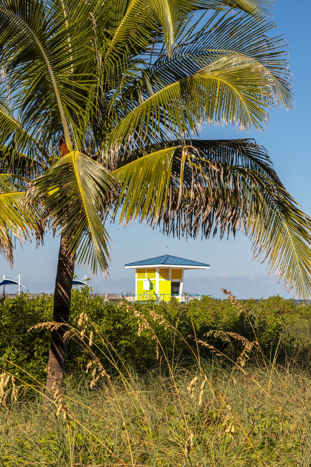 Florida, South Florida, Pompano Beach, Lifeguard House with Palm Tree