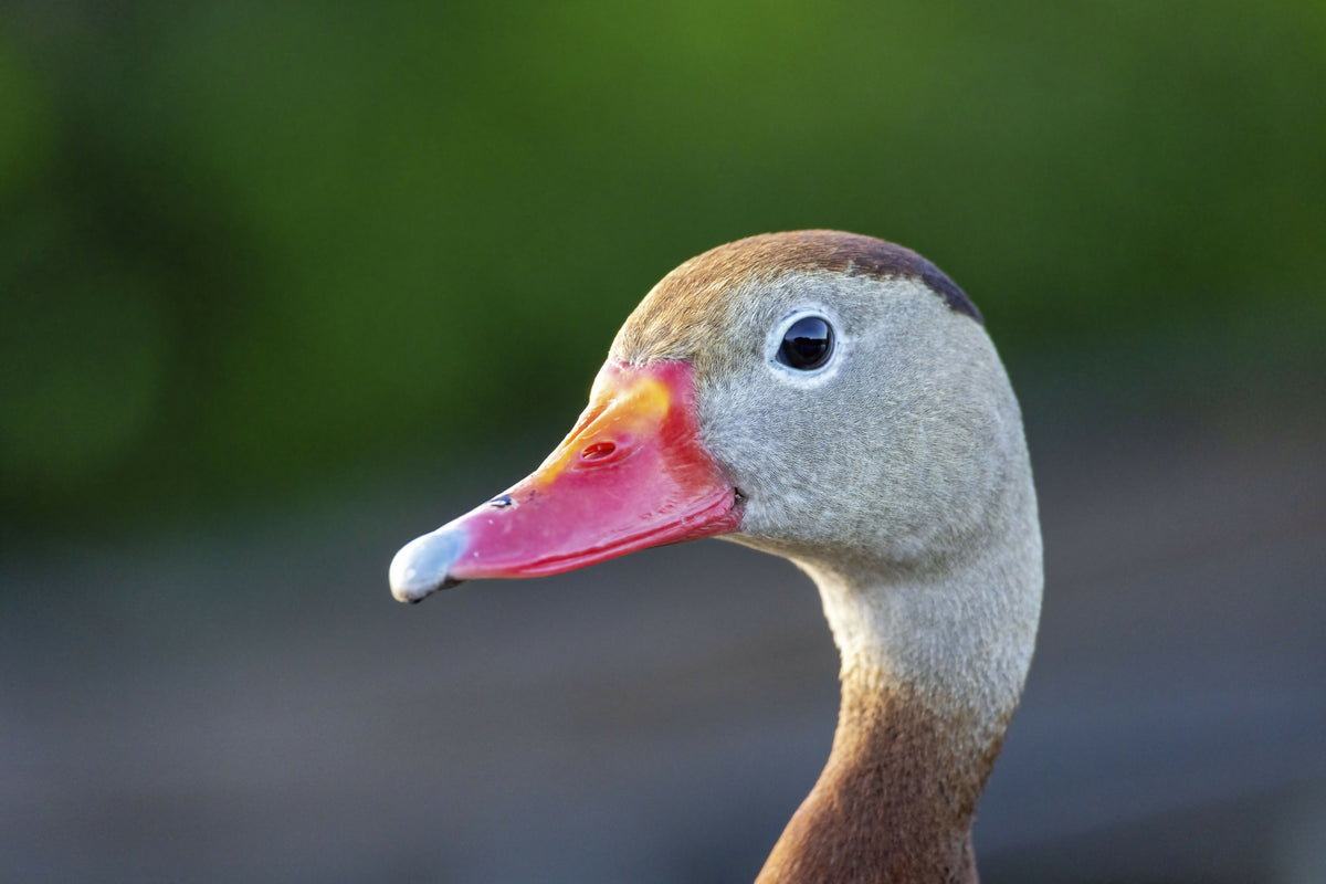 Closeup of a Black Bellied Whistling Duck