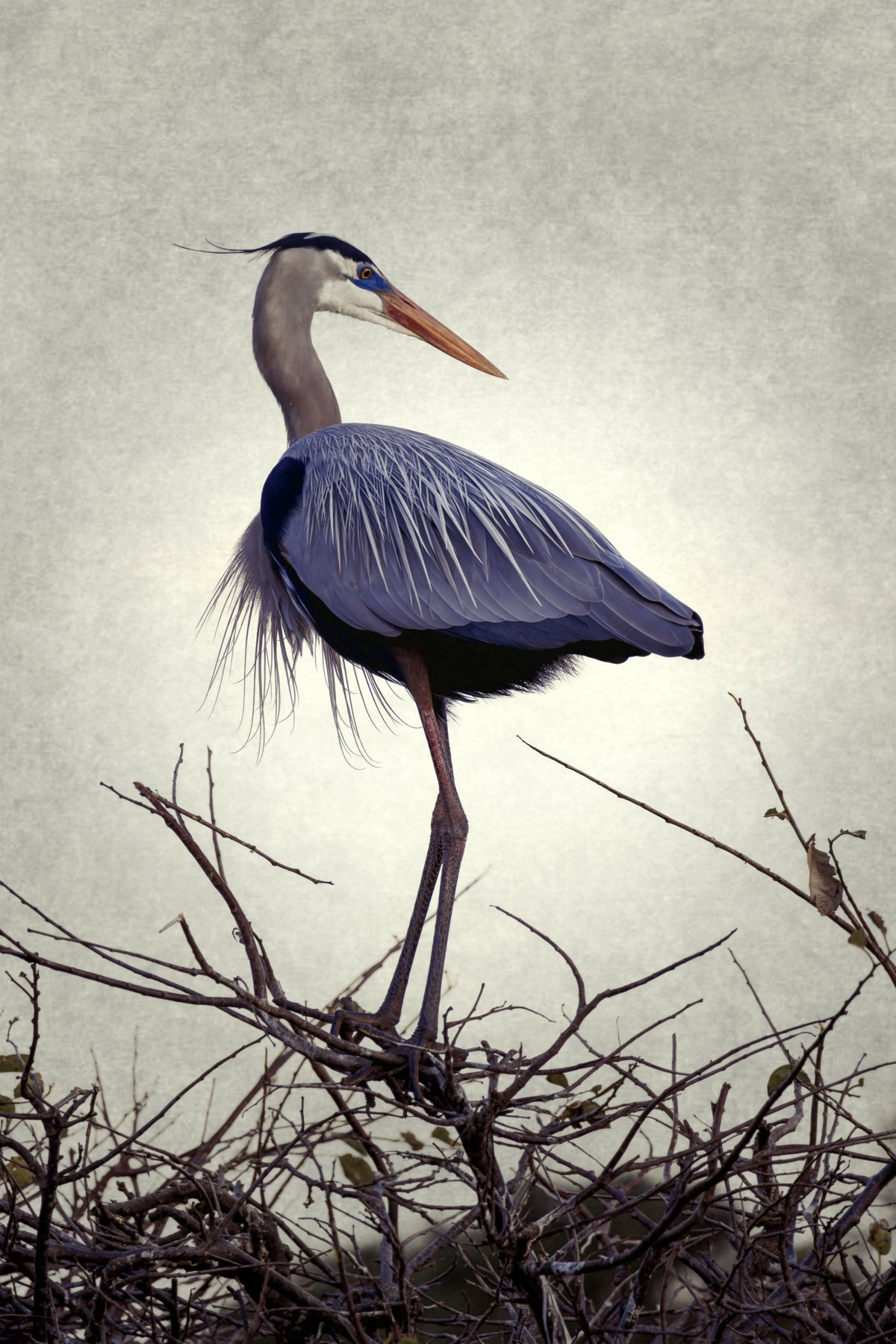 Colorful Closeup of the Great Blue Heron