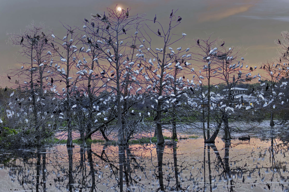 American White Ibis Perched on Trees