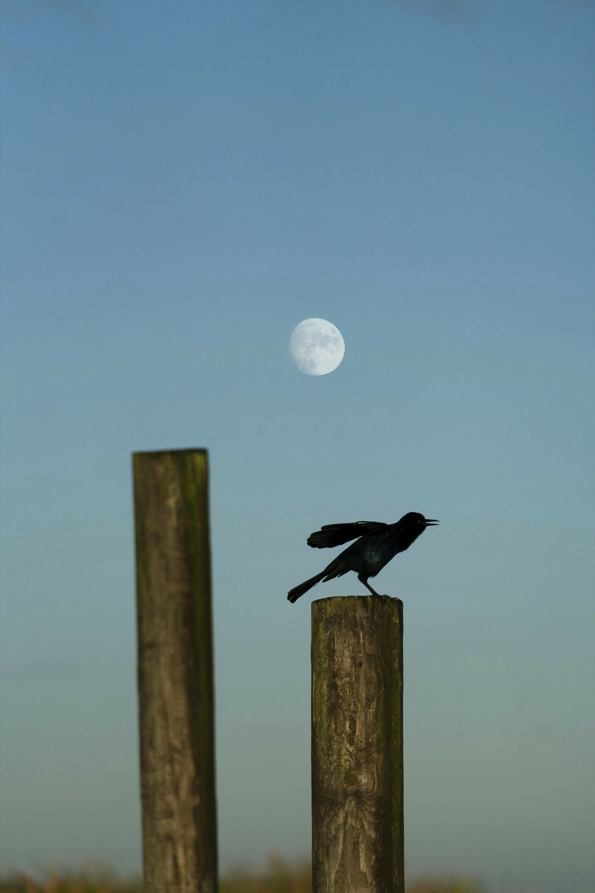Florida, Boynton Beach, Arthur R. Marshall Loxahatchee Wildlife Refuge